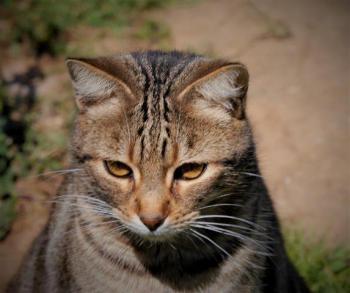 Rifi Bild von Rifi