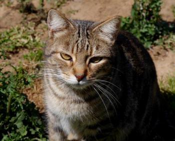 Rifi Bild von Rifi