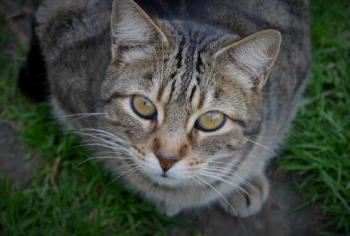 Rifi Bild von Rifi
