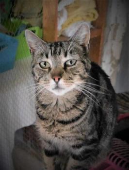 Tiki-Tike Bild von Tiki-Tike