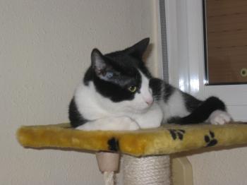 Pitus Bild von Pitus