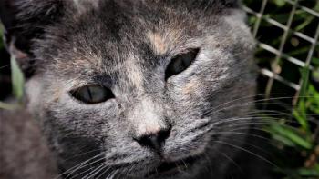 Nala Bild von Nala