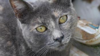 Nala Bild von Nala