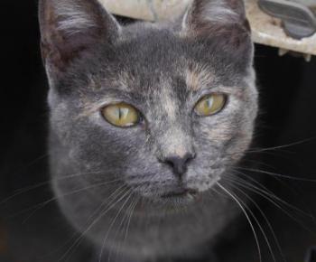 Nala Bild von Nala
