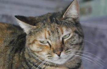 Suree Bild von Suree