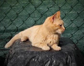 Chimo Bild von Chimo