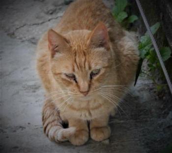 Chimo Bild von Chimo