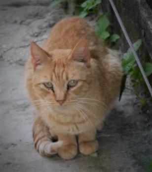 Chimo Bild von Chimo