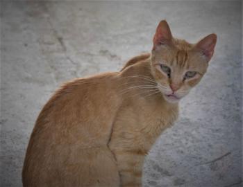Chimo Bild von Chimo