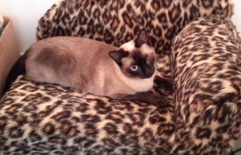 Layla Bild von Layla