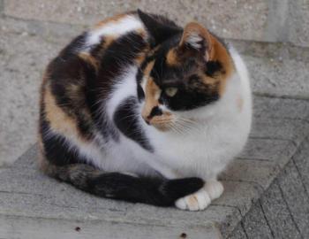 Saphra Bild von Saphra