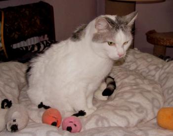 Bild von Fienchen