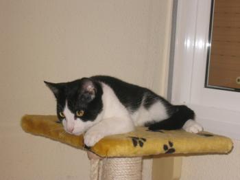 Pitus Bild von Pitus