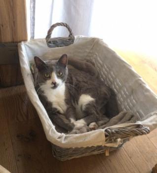 Bild von Anuka