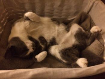 Bild von Anuka