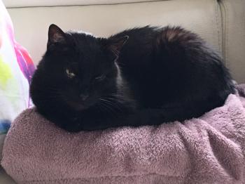 Bambu Bild von Bambu