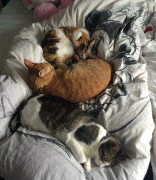 Cherie Bild von Cherie