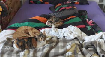 Bild von Lisha