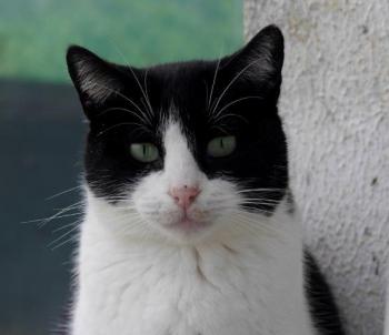 Belle Bild von Belle