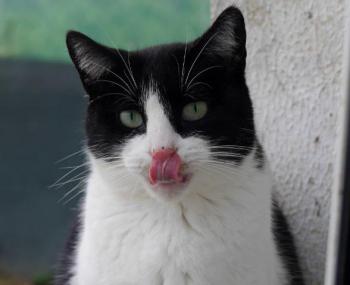 Belle Bild von Belle