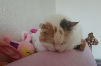 Diane Bild von Diane
