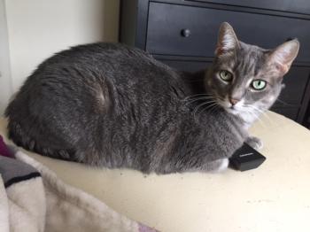 Amica-Molly Bild von Amica-Molly