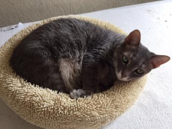 Amica-Molly Bild von Amica-Molly