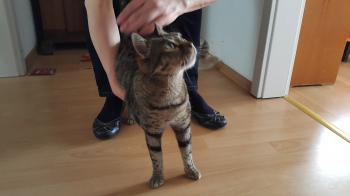 Atunita Bild von Atunita