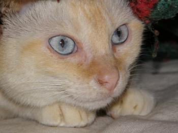Lisa Bild von Lisa