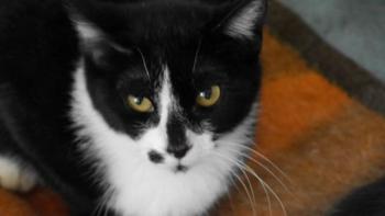 Cirah Bild von Cirah