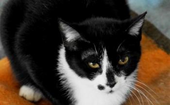Cirah Bild von Cirah