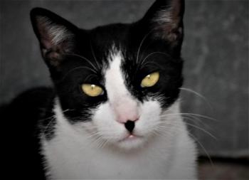Noshi Bild von Noshi