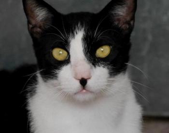 Noshi Bild von Noshi