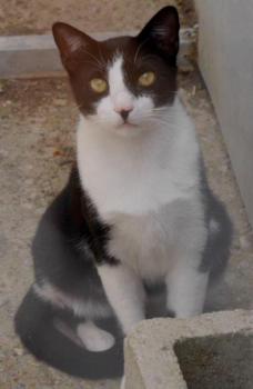 Noshi Bild von Noshi