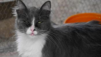 Nasha Bild von Nasha