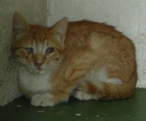 Pitu Bild von Pitu