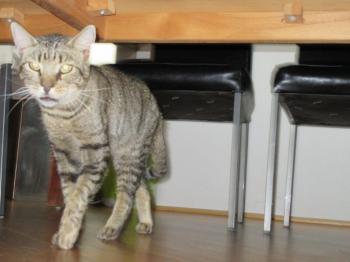 Yoschi Bild von Yoschi