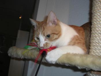 Toni Bild von Dahab