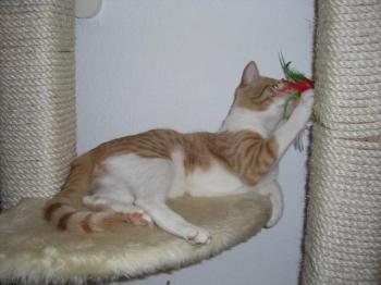 Toni Bild von Dahab