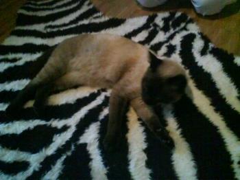 Bild von Simba