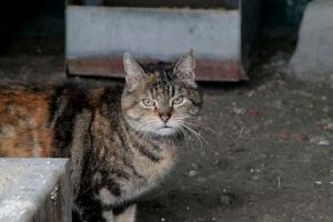 Fame Bild von Fame