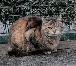Fame Bild von Fame