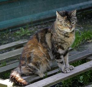 Fame Bild von Fame