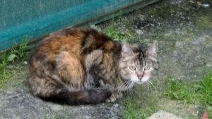 Fame Bild von Fame