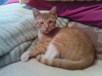 Pitu Bild von Pitu