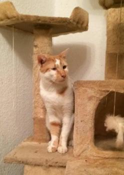 Bild von Berlioz