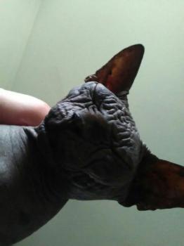 Bild von Blacky