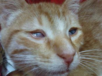 Pitu Bild von Pitu