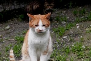 Pancracio Bild von Pancracio