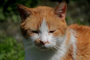 Pancracio Bild von Pancracio